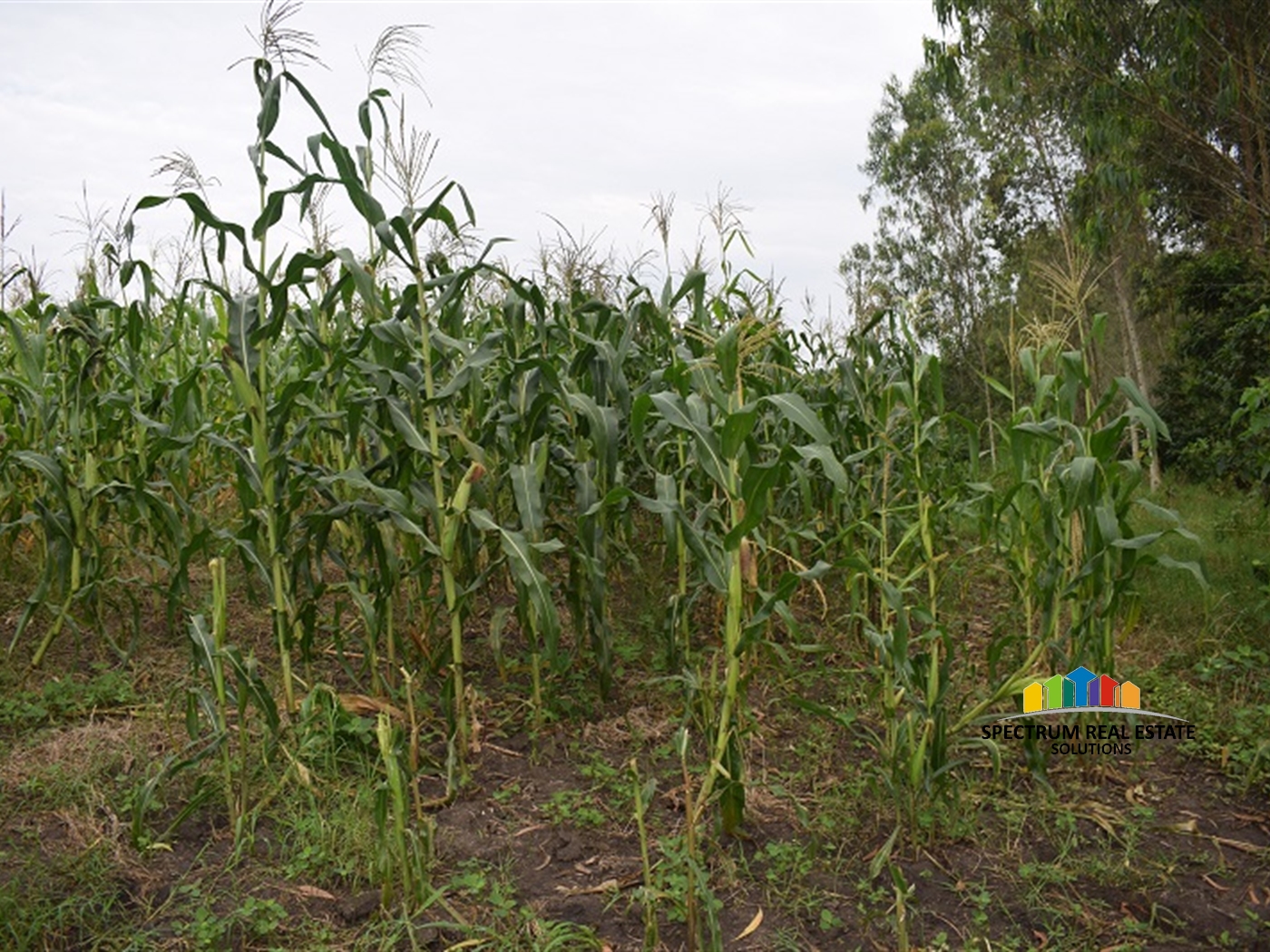 Agricultural Land for sale in Myanzi Mityana