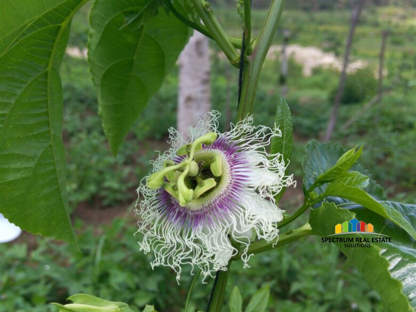 Agricultural Land for sale in Nkokonjeru Mukono