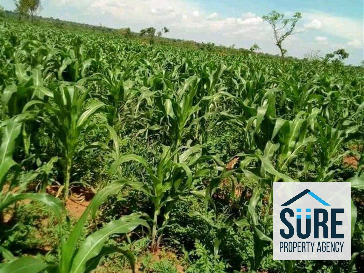 Agricultural Land for sale in Galilaya Kayunga