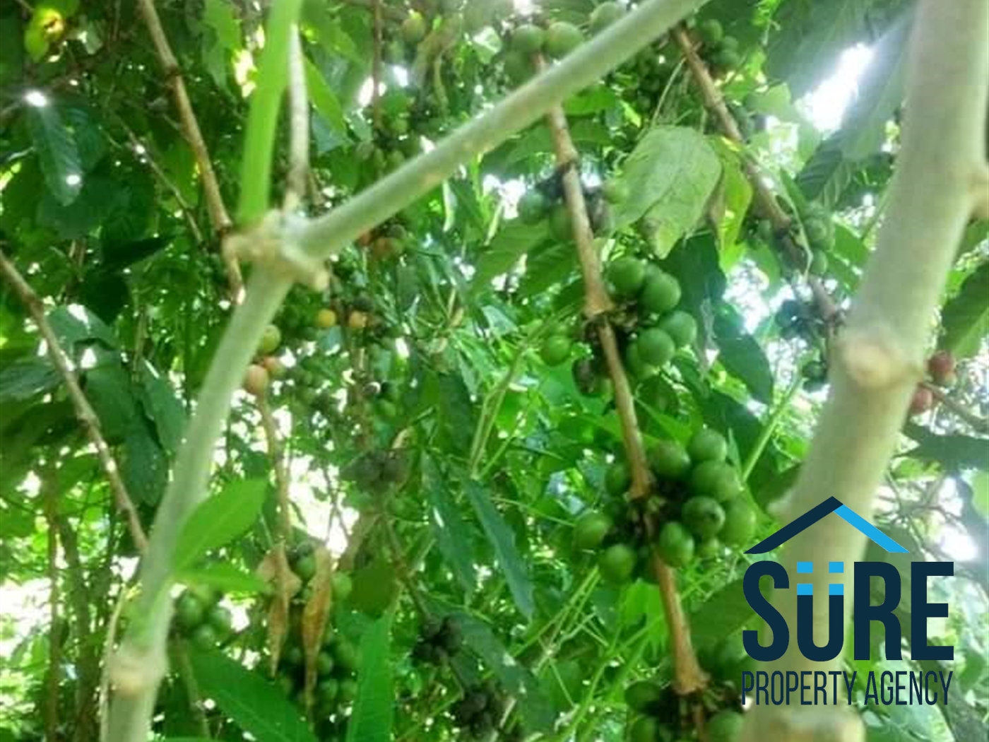 Multipurpose Land for sale in Nakaseke Luweero