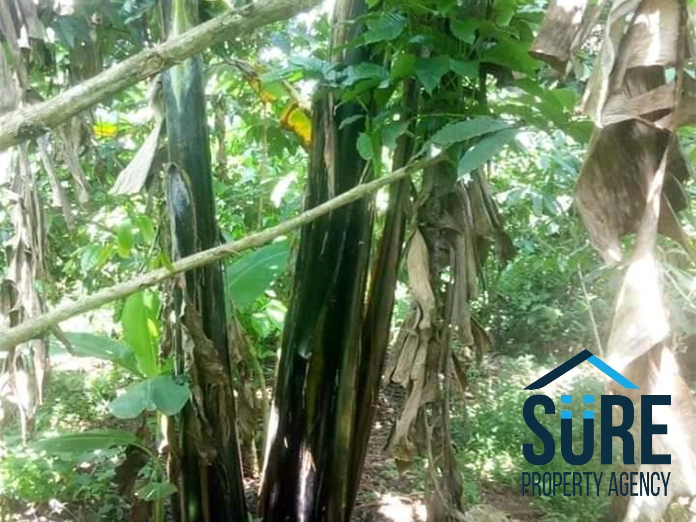 Multipurpose Land for sale in Nakaseke Luweero