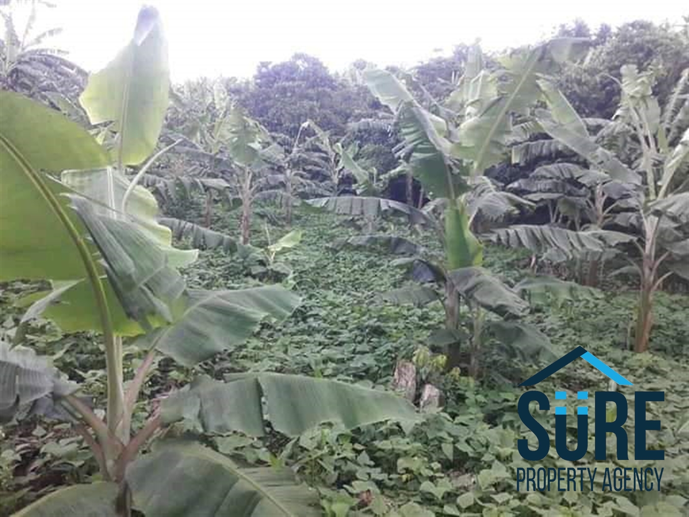 Agricultural Land for sale in Wobulenzi Luweero