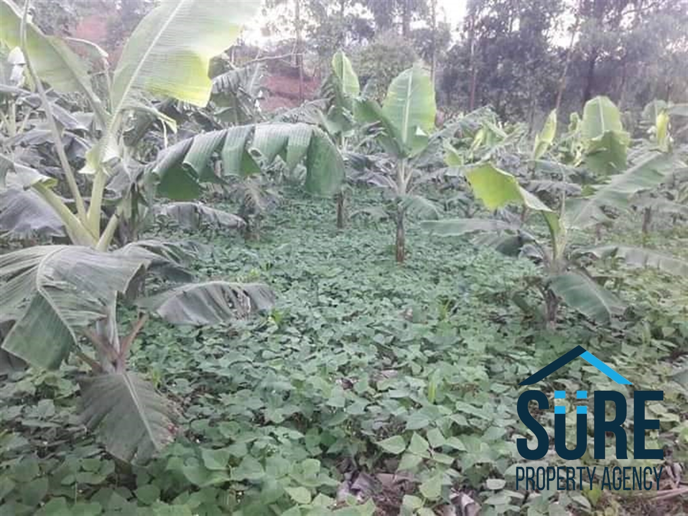 Agricultural Land for sale in Wobulenzi Luweero Uganda, code 60360, 18
