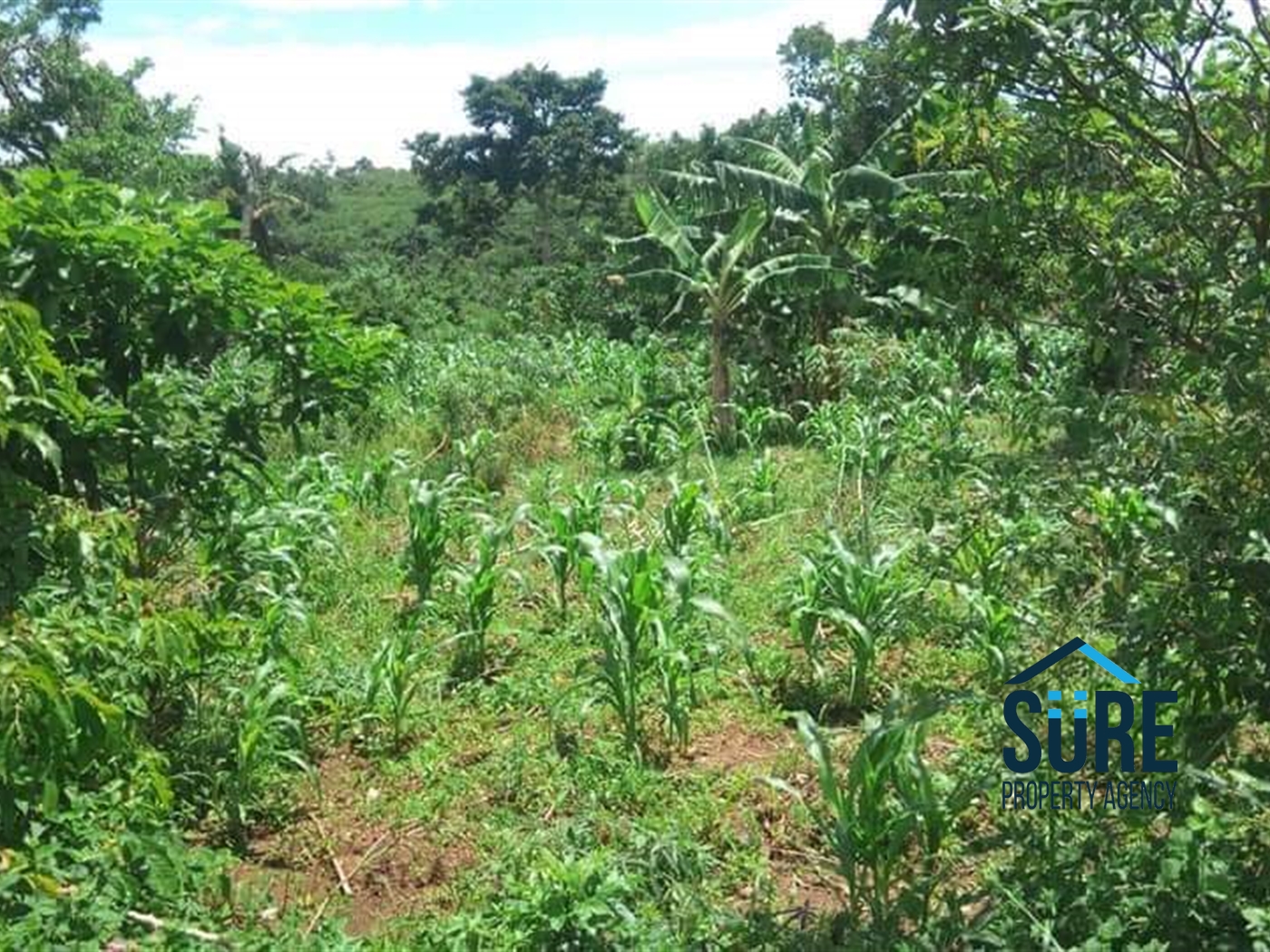 Multipurpose Land for sale in Katosi Mukono