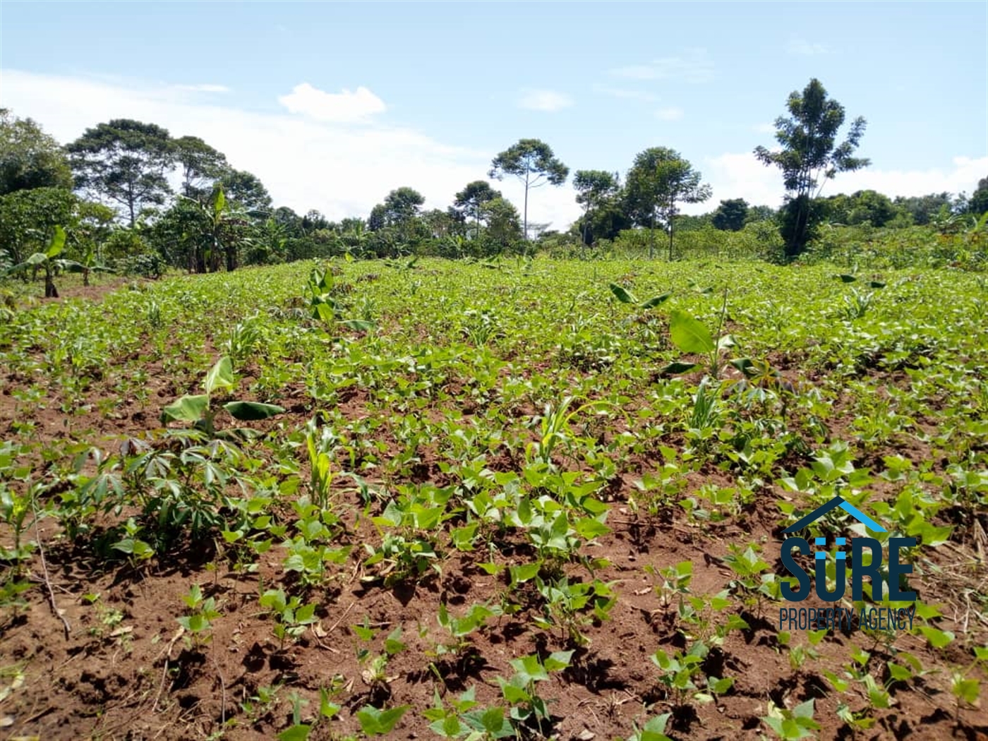 Multipurpose Land for sale in Busiika Luweero