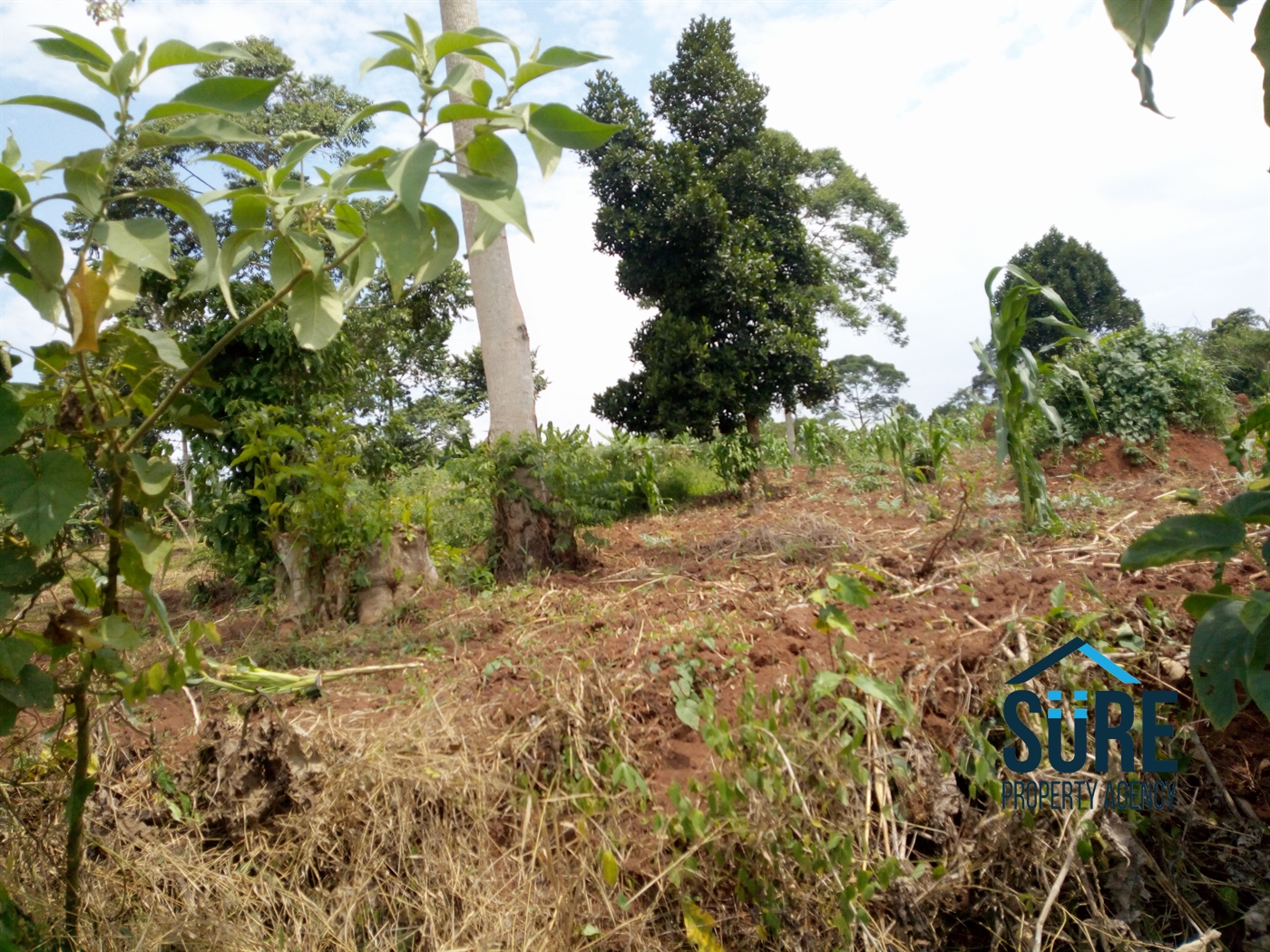 Residential Land for sale in Buddugala Mukono