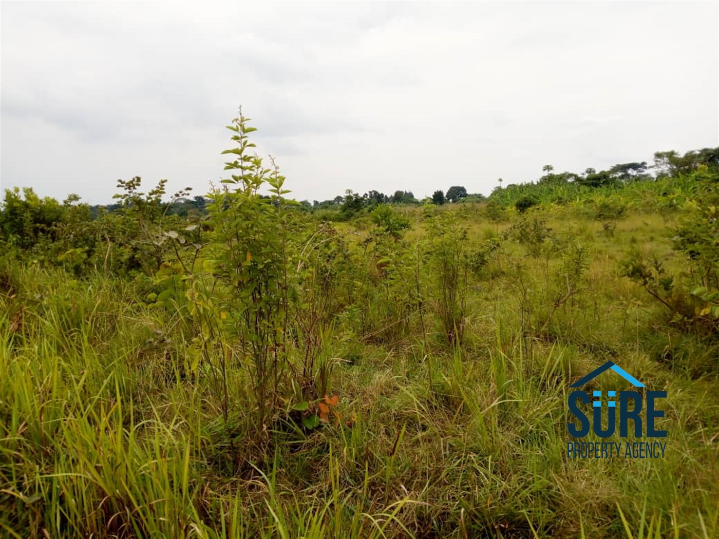 Agricultural Land for sale in Mboga Luweero