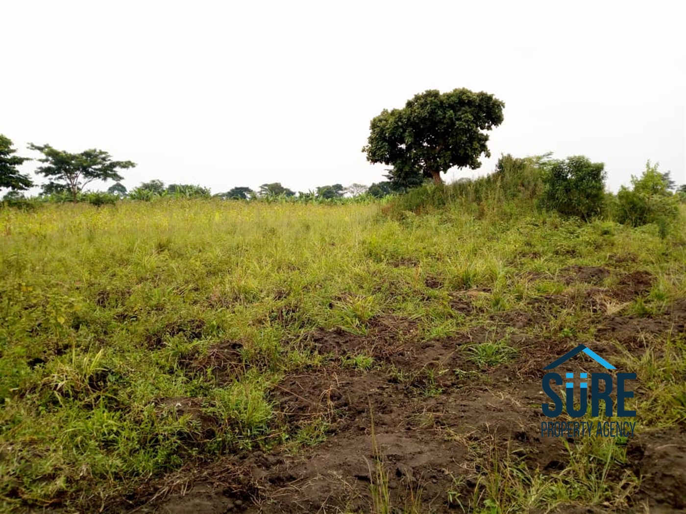 Agricultural Land for sale in Mboga Luweero