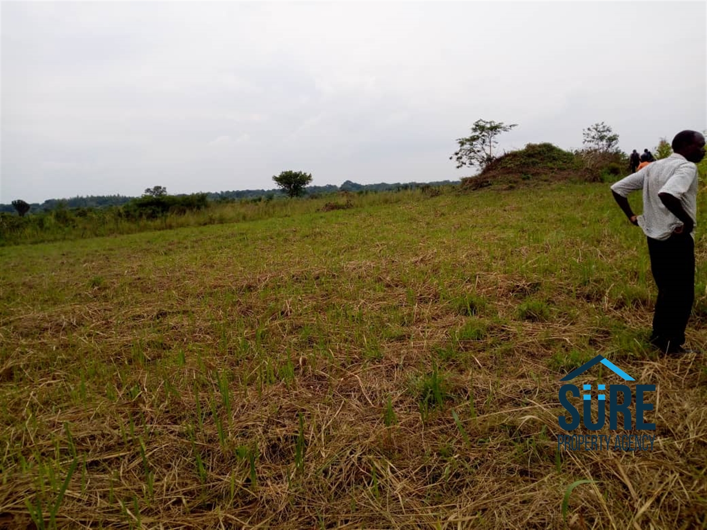 Agricultural Land for sale in Mboga Luweero