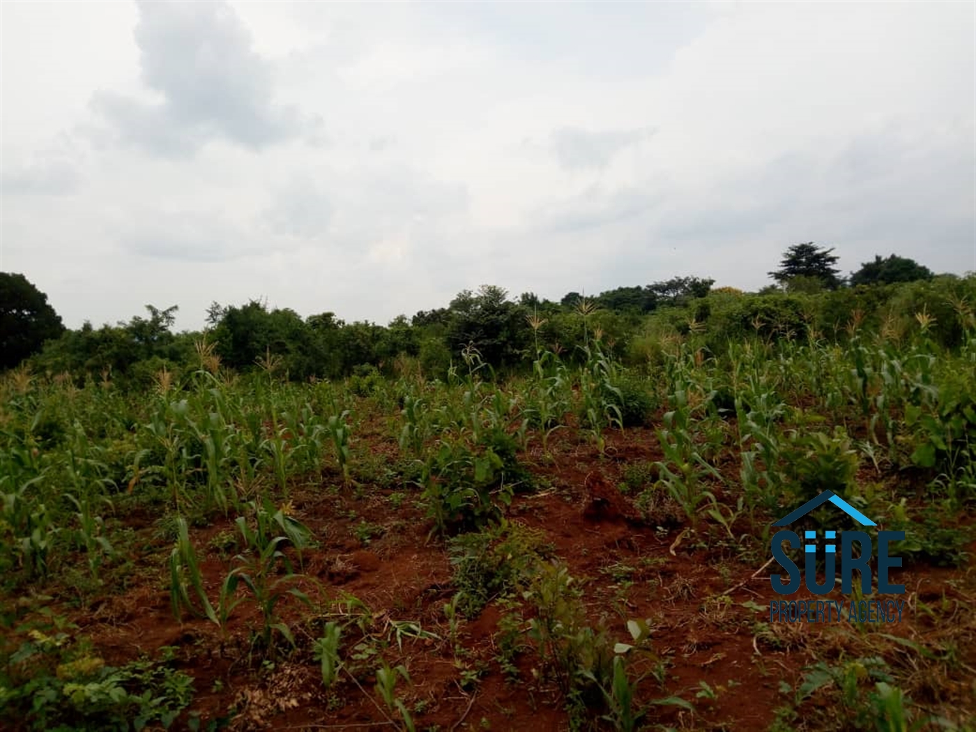 Agricultural Land for sale in Nabusugwe Luweero