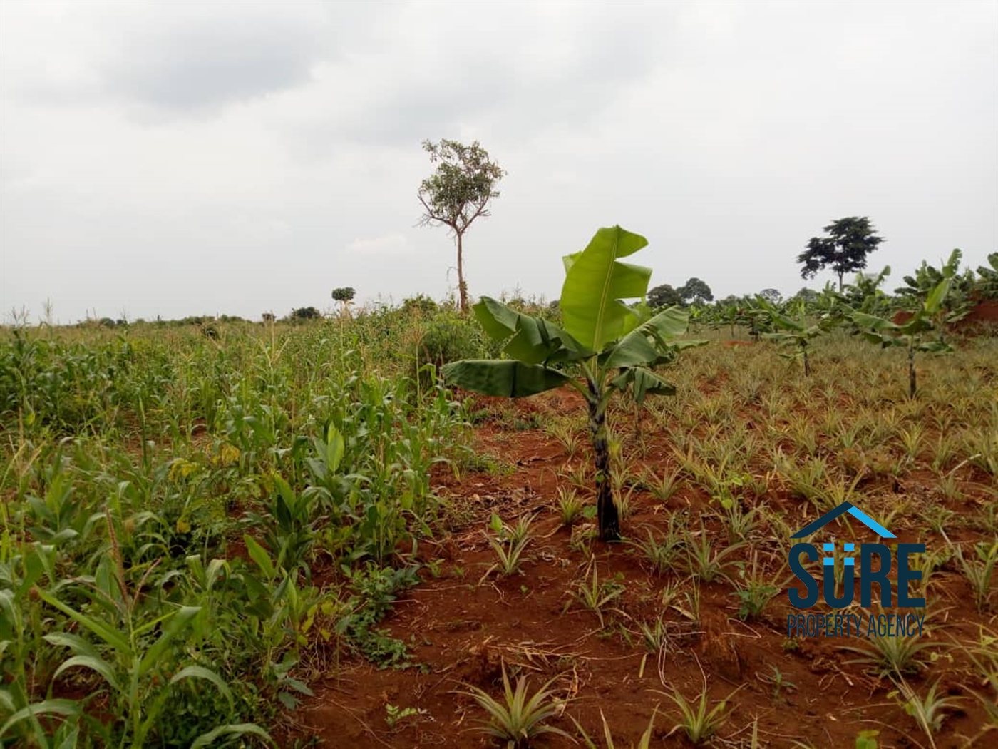 Agricultural Land for sale in Nabusugwe Luweero