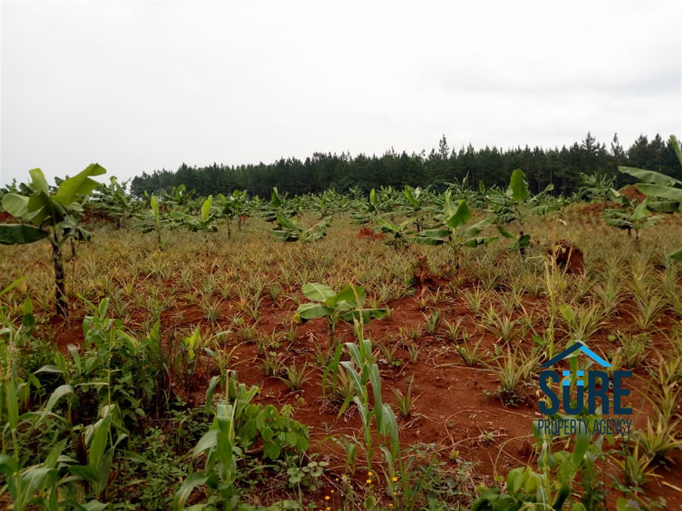 Agricultural Land for sale in Nabusugwe Luweero