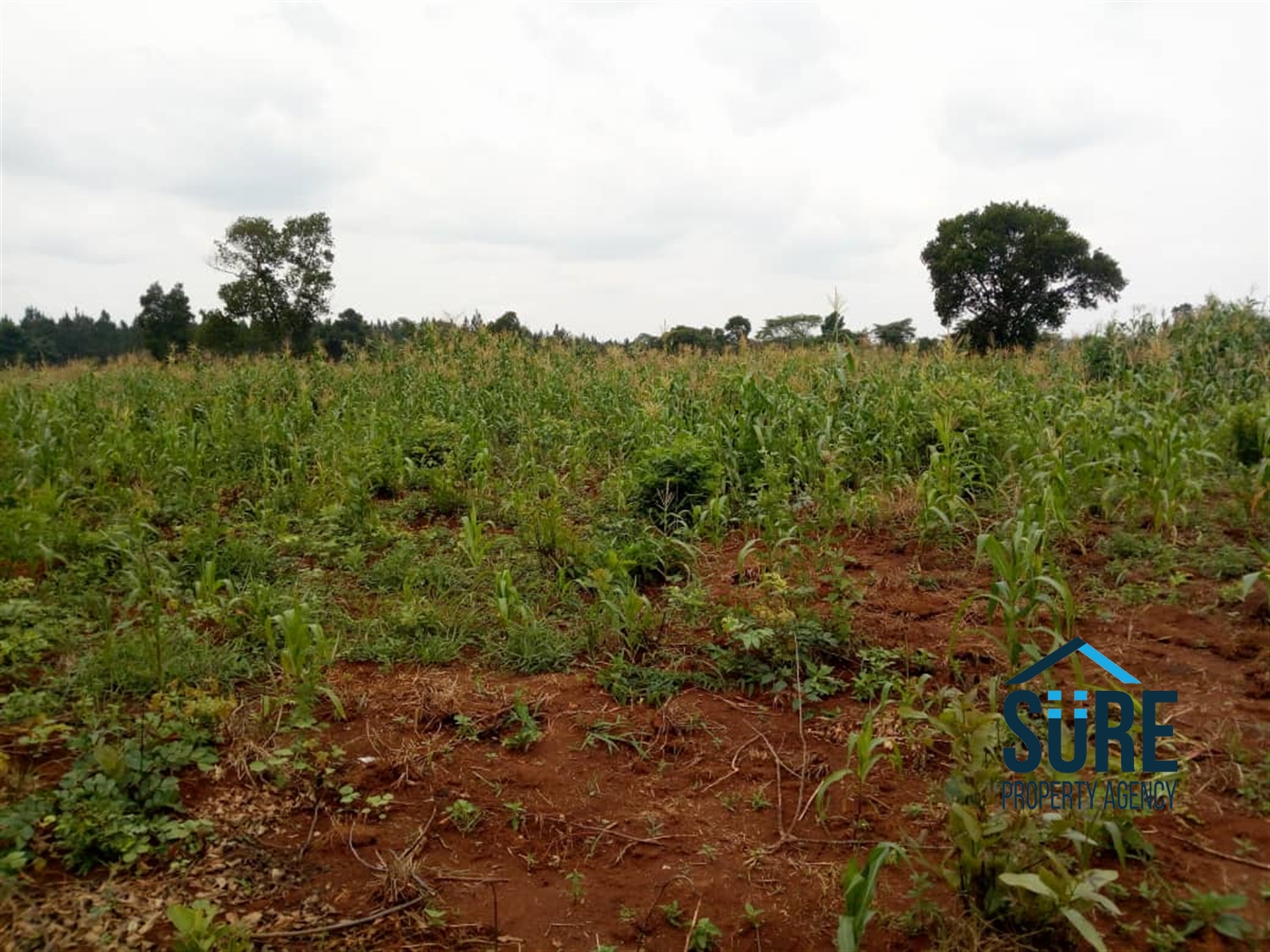 Agricultural Land for sale in Nabusugwe Luweero