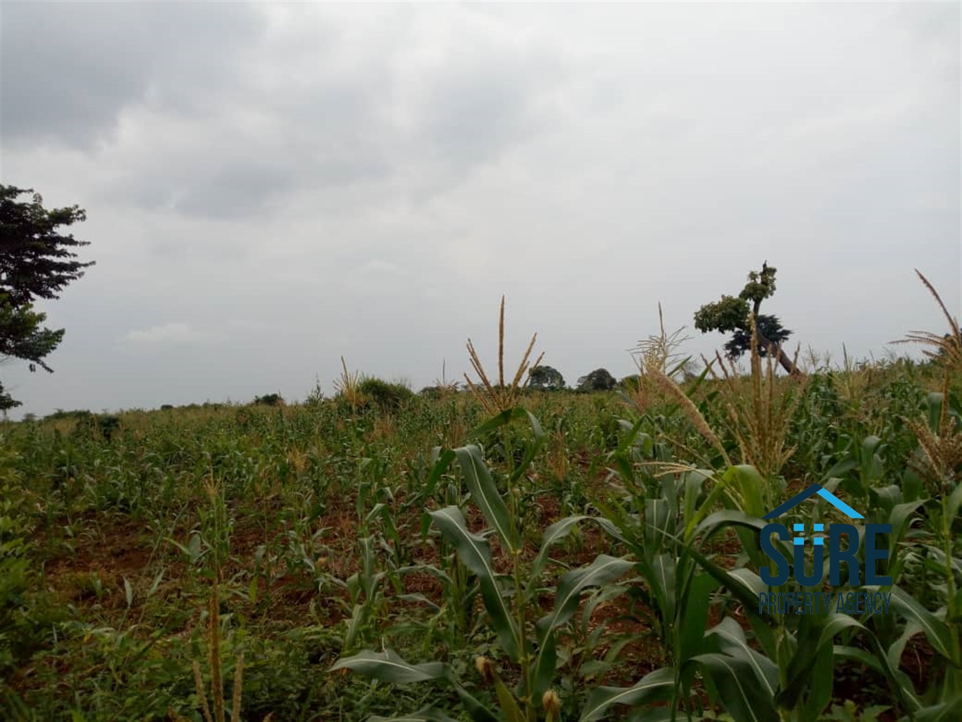 Agricultural Land for sale in Nabusugwe Luweero