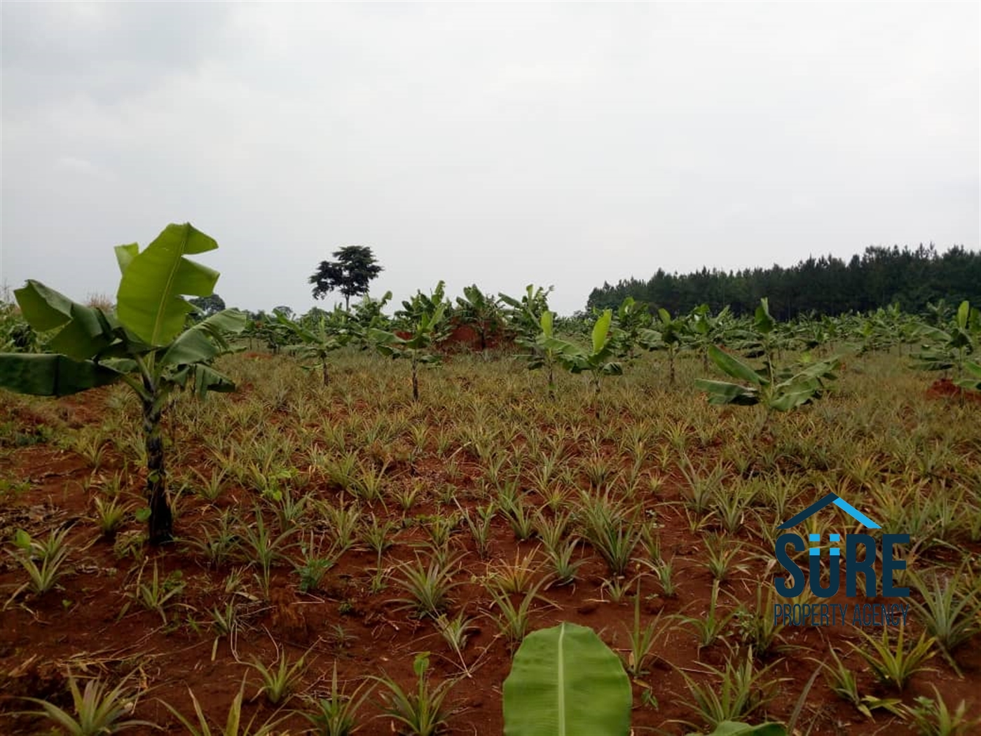 Agricultural Land for sale in Nabusugwe Luweero