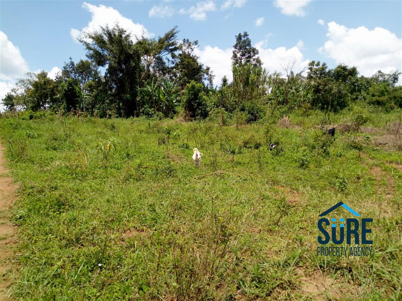 Multipurpose Land for sale in Namulonge Wakiso