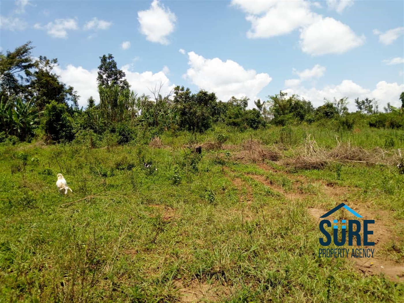 Multipurpose Land for sale in Namulonge Wakiso