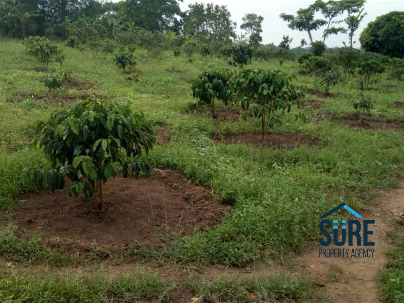 Multipurpose Land for sale in Myanzi Mityana