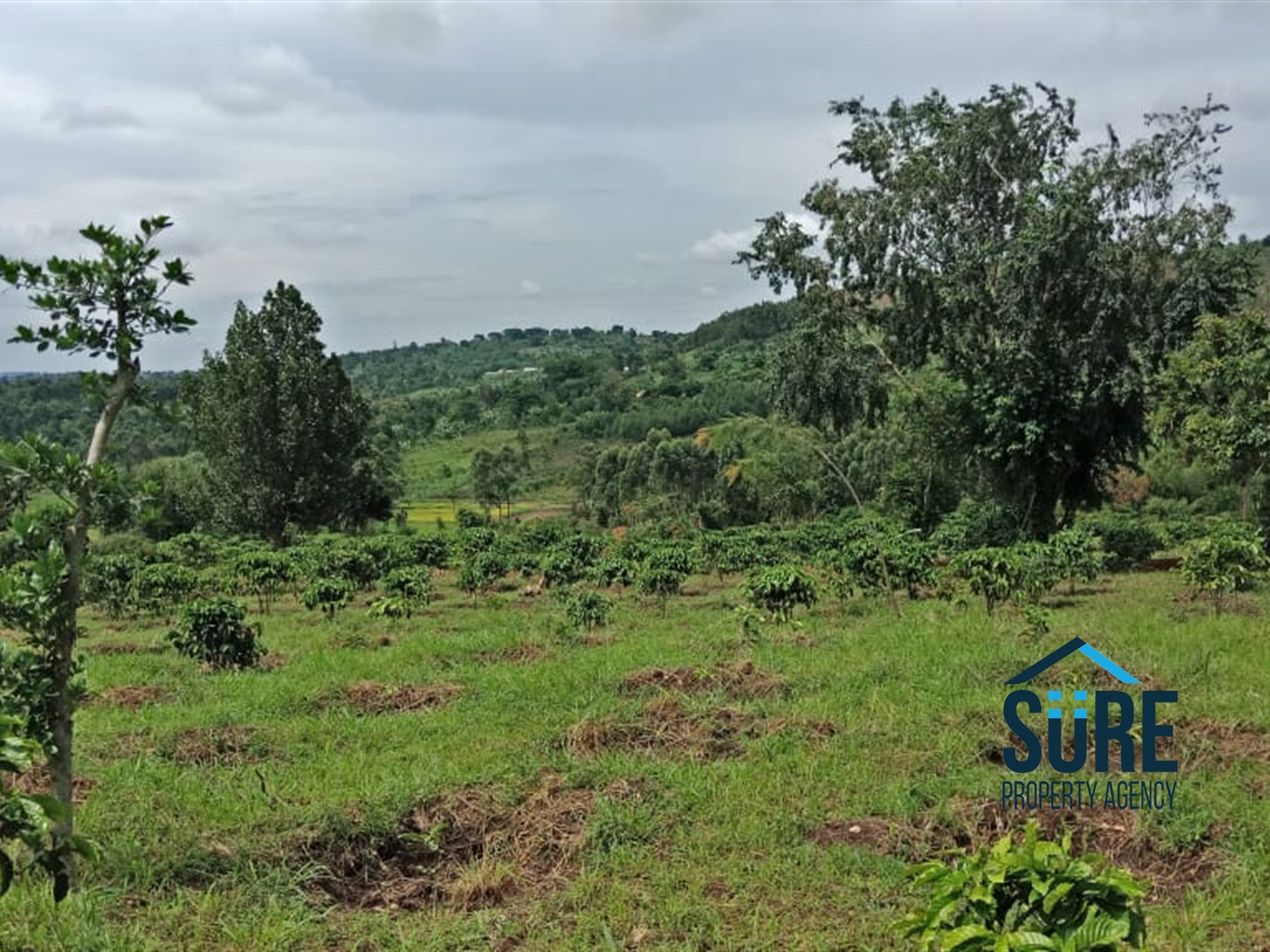 Multipurpose Land for sale in Myanzi Mityana