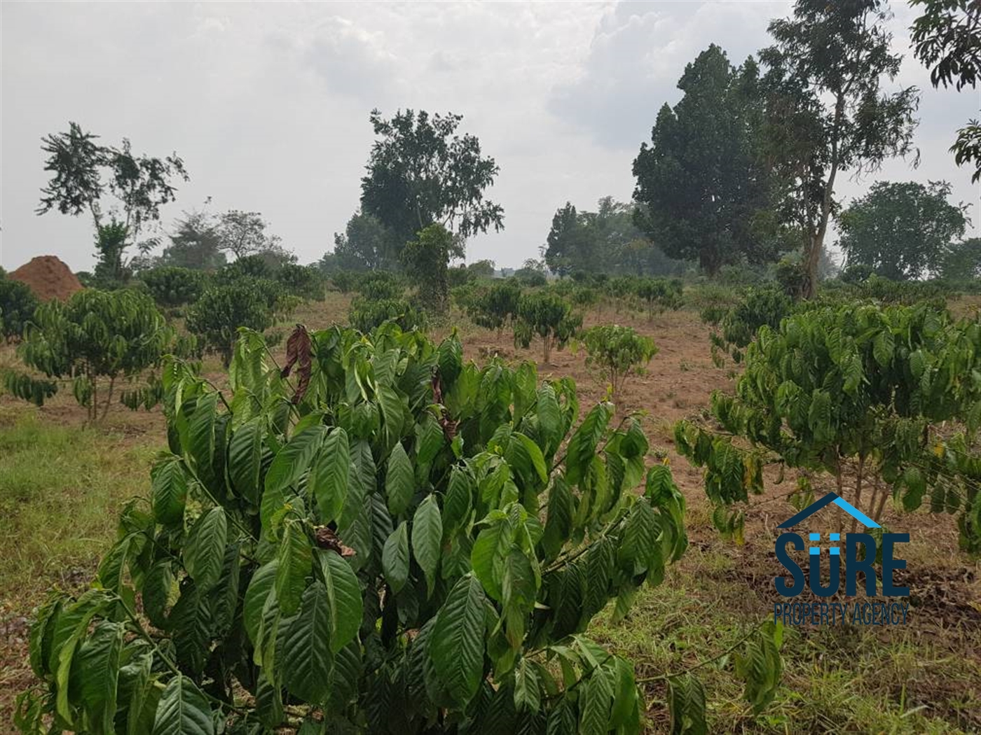 Multipurpose Land for sale in Myanzi Mityana