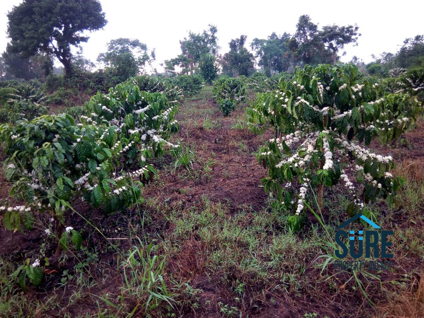 Multipurpose Land for sale in Myanzi Mityana