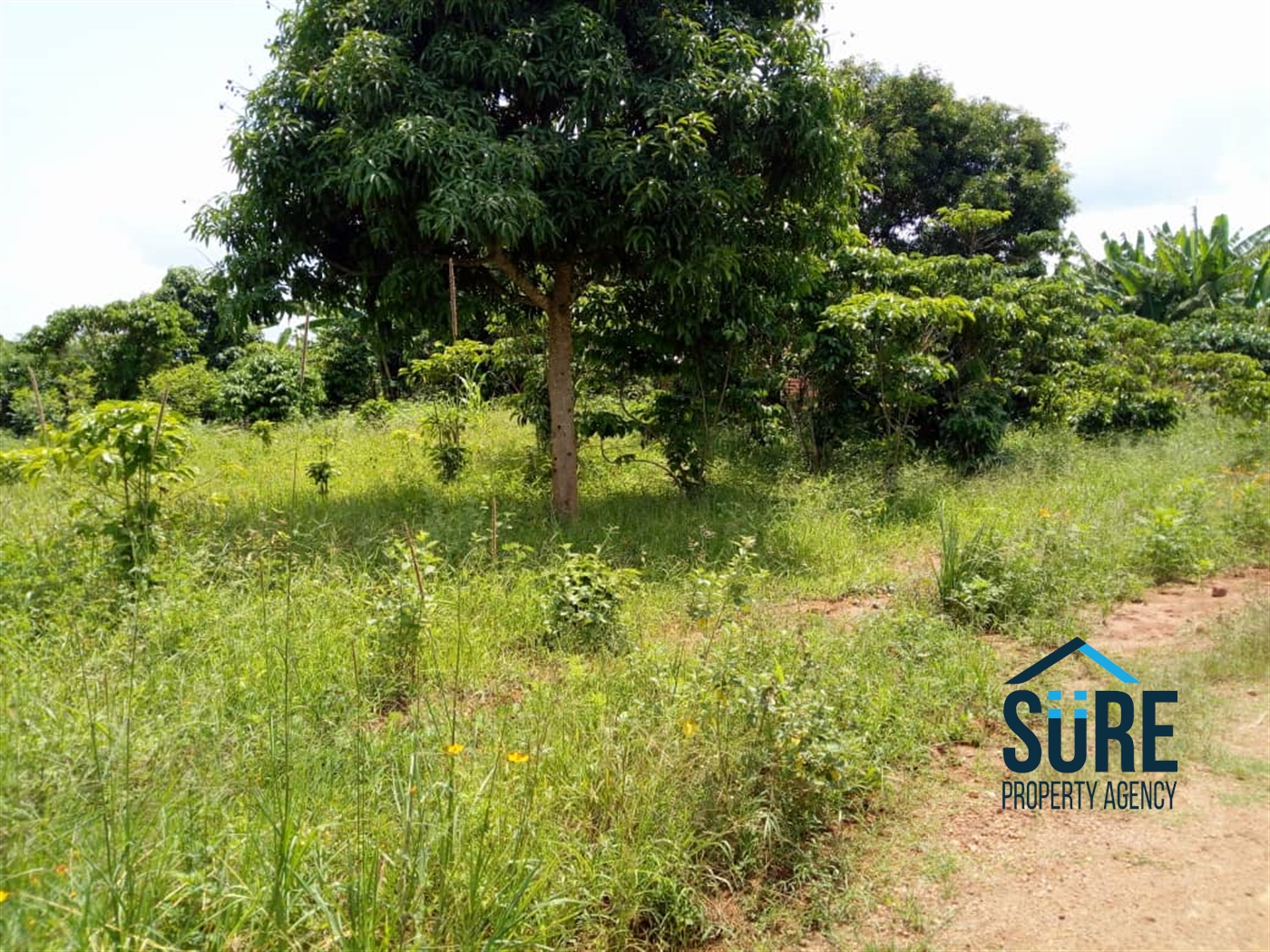 Agricultural Land for sale in Mboga Luweero