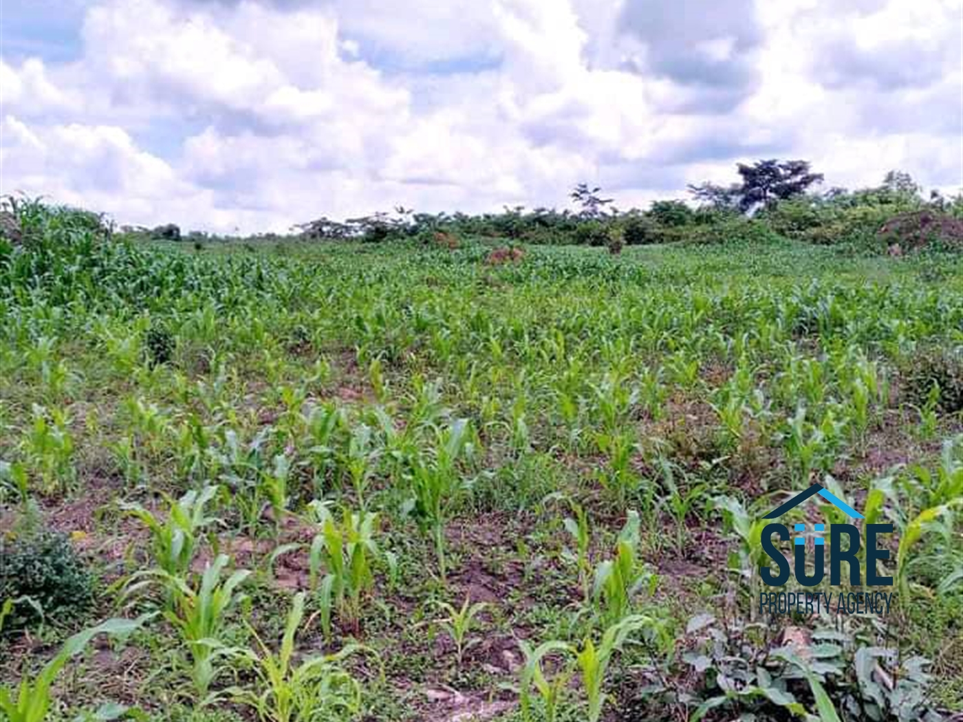 Multipurpose Land for sale in Mboga Luweero