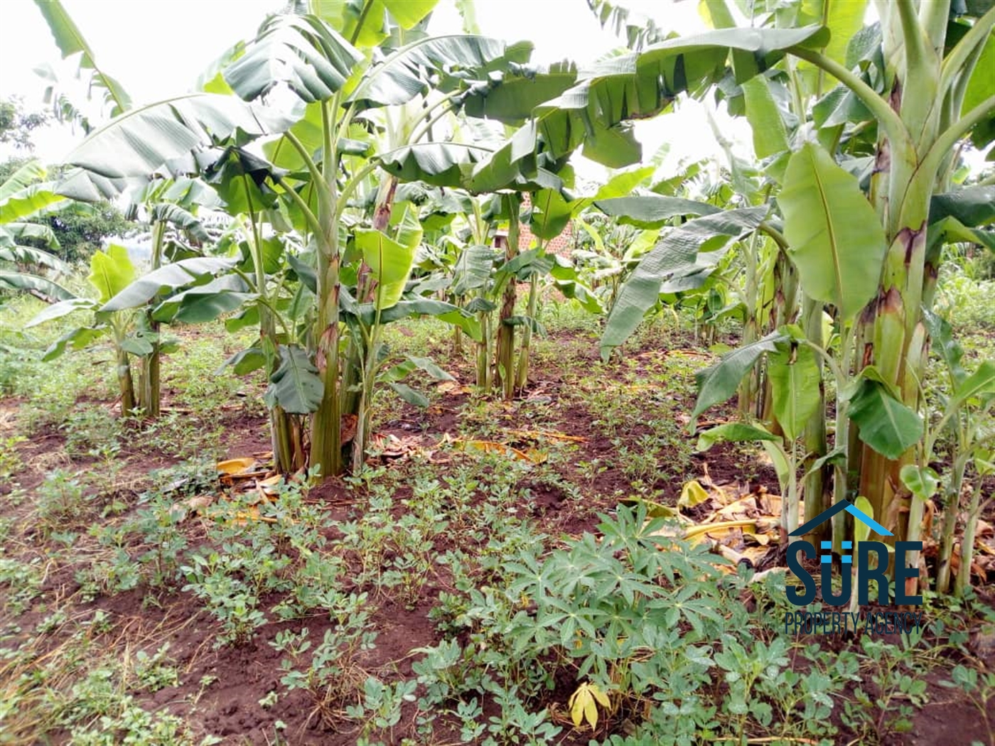 Residential Land for sale in Busiika Luweero