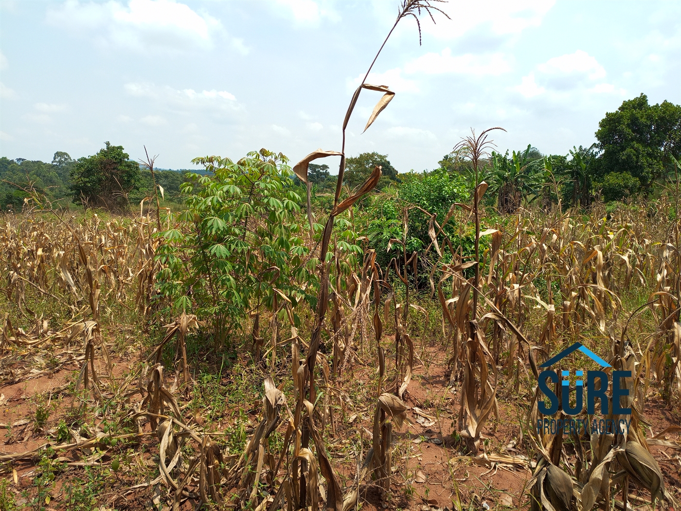 Residential Land for sale in Busiika Luweero