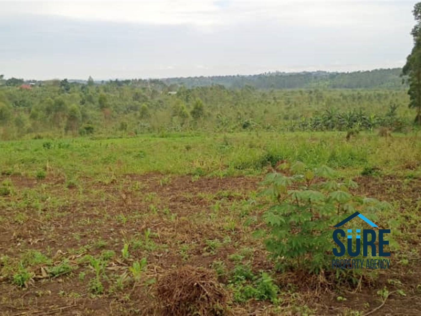 Residential Land for sale in Bukeelele Mukono