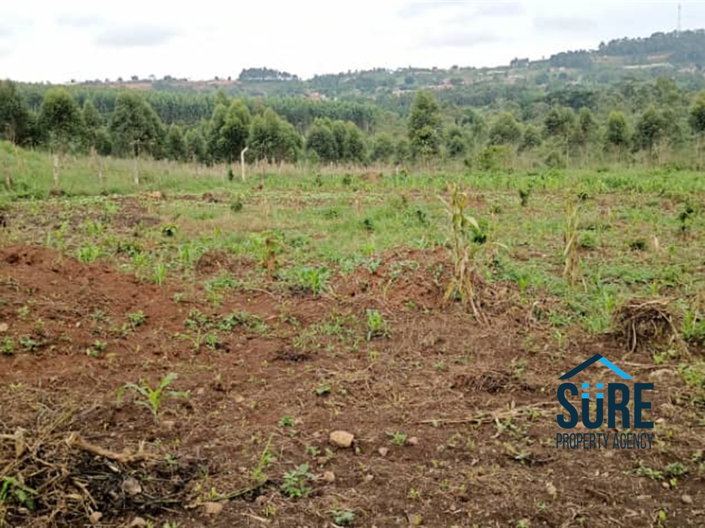 Residential Land for sale in Bukeelele Mukono