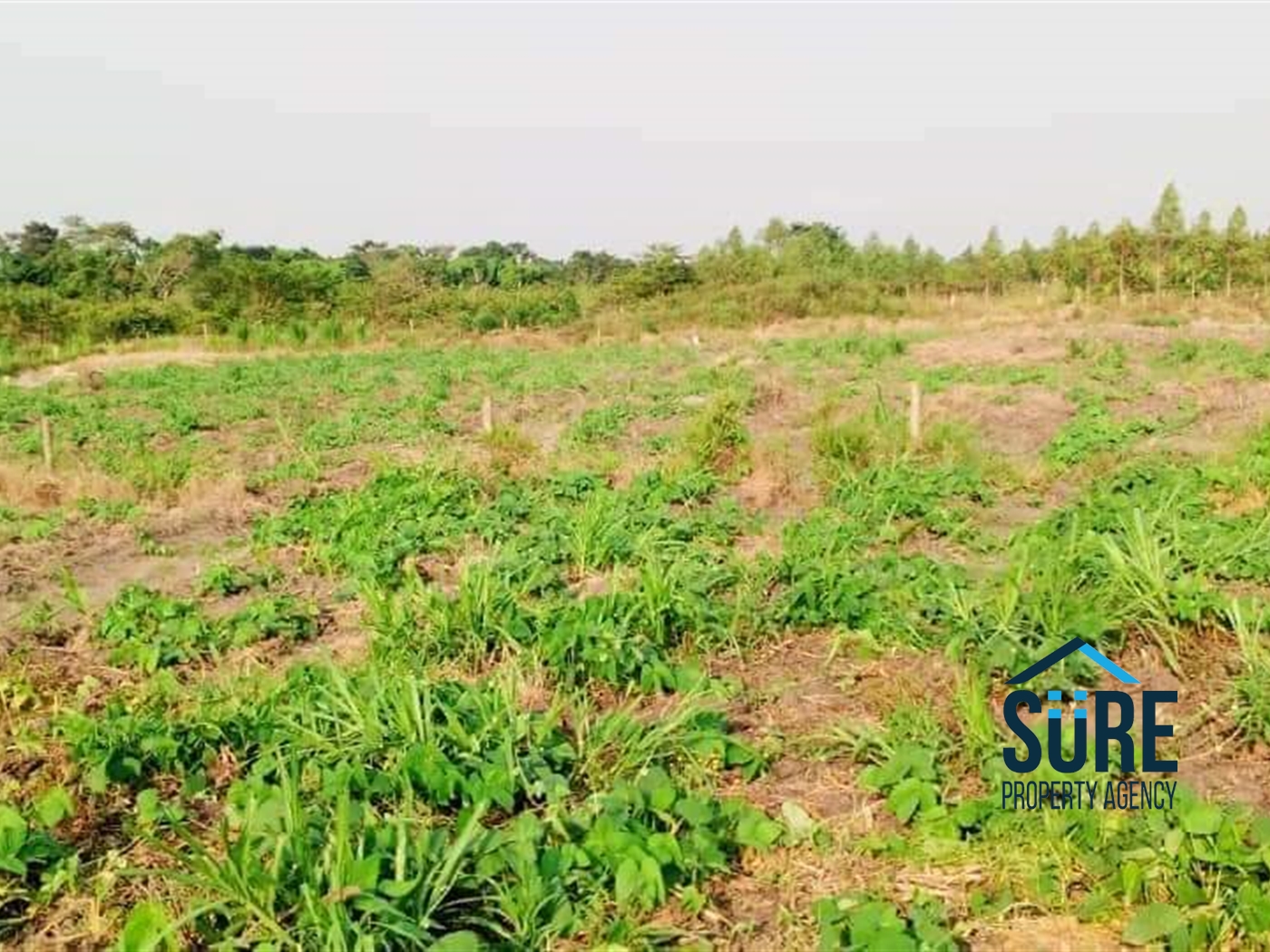 Residential Land for sale in Ziloobwe Luweero