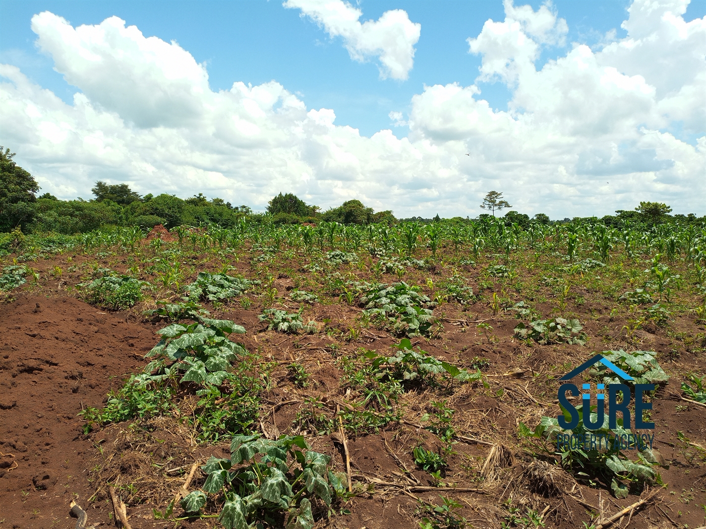 Residential Land for sale in Tokekulu Luweero