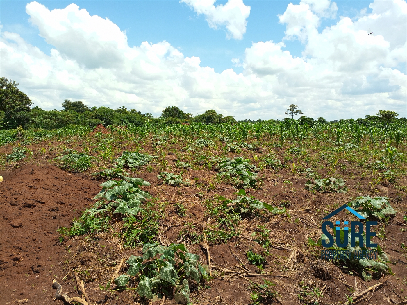 Residential Land for sale in Tokekulu Luweero