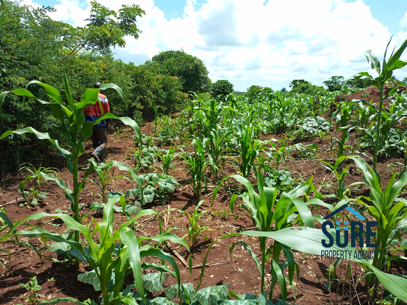 Residential Land for sale in Tokekulu Luweero