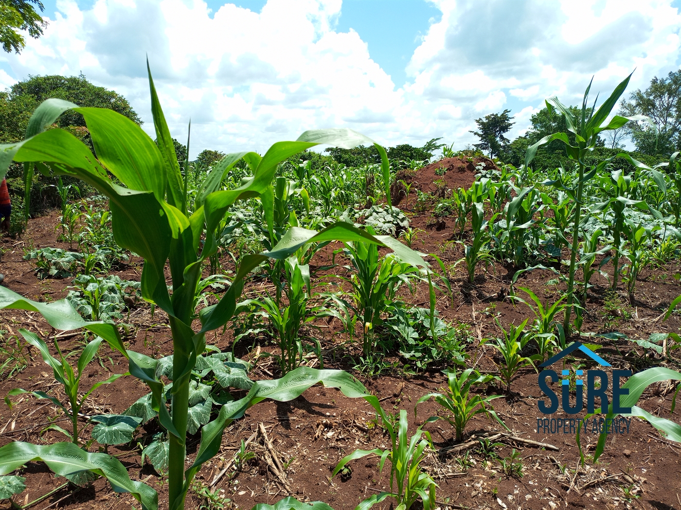 Residential Land for sale in Tokekulu Luweero