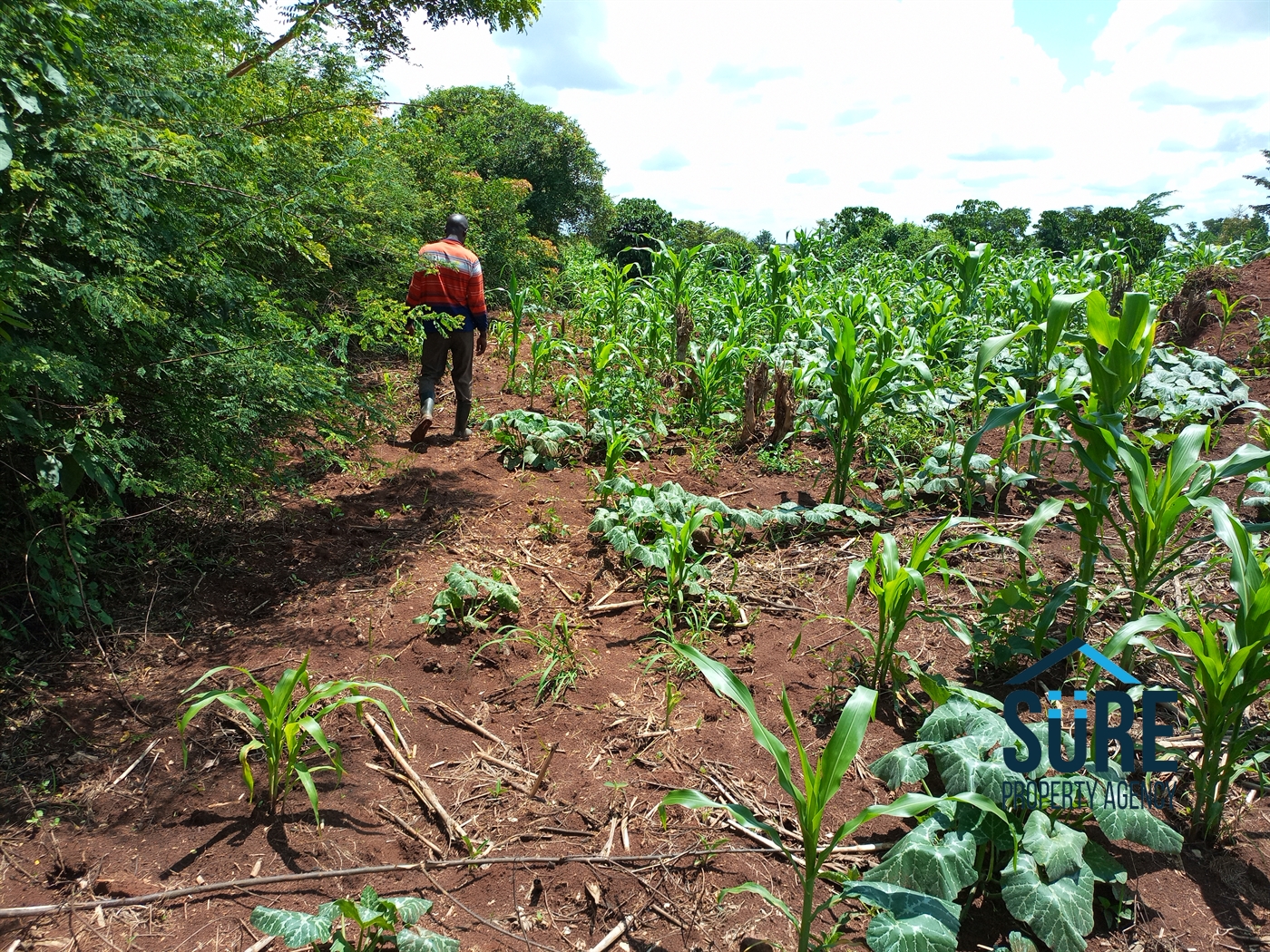 Residential Land for sale in Tokekulu Luweero