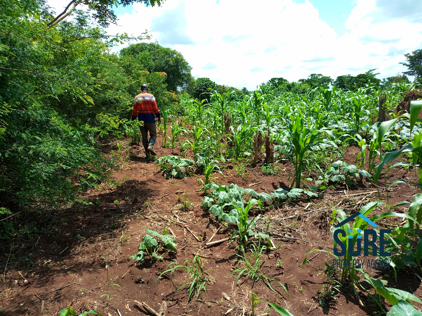 Residential Land for sale in Tokekulu Luweero