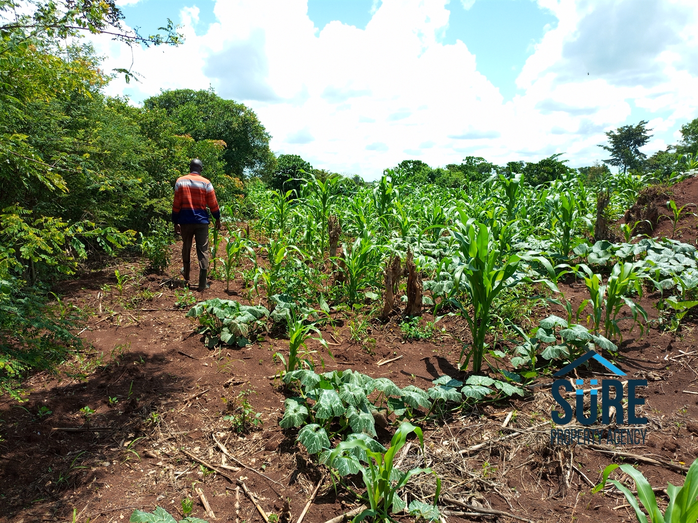 Residential Land for sale in Tokekulu Luweero