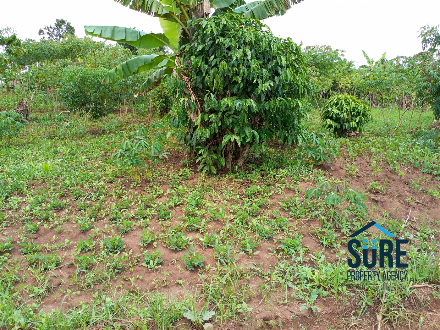 Residential Land for sale in Bulami Luweero