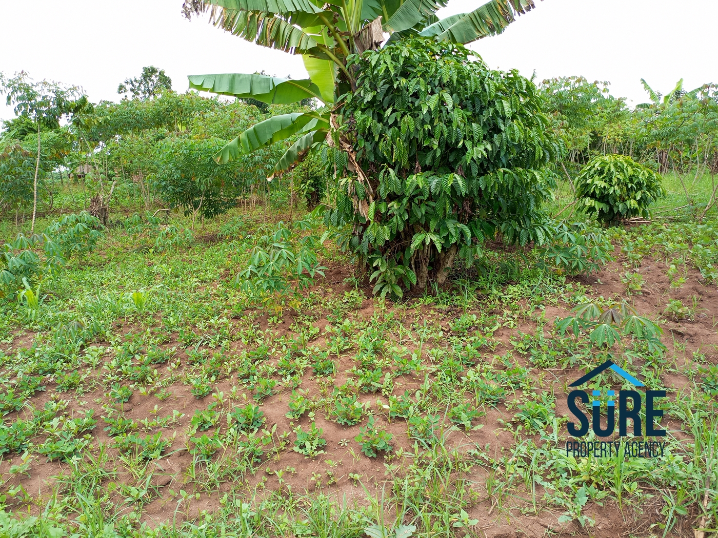 Residential Land for sale in Bulami Luweero