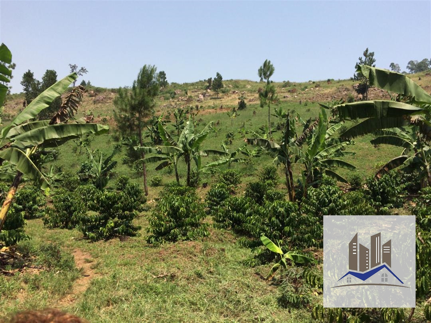 Agricultural Land for sale in Kitemu Mityana