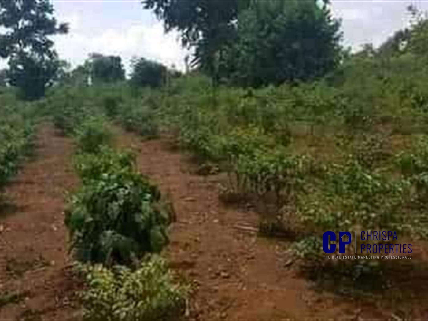 Agricultural Land for sale in Mityana Mityana