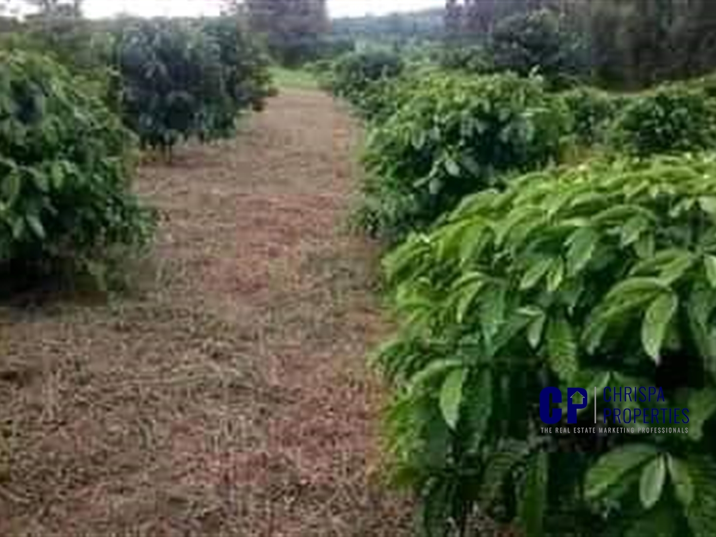 Agricultural Land for sale in Mityana Mityana