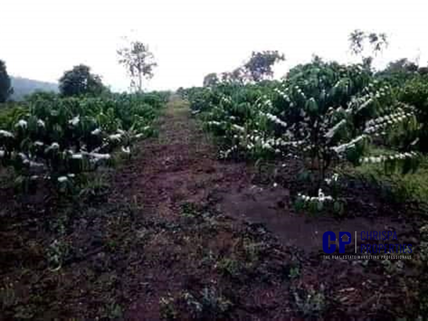 Agricultural Land for sale in Mityana Mityana