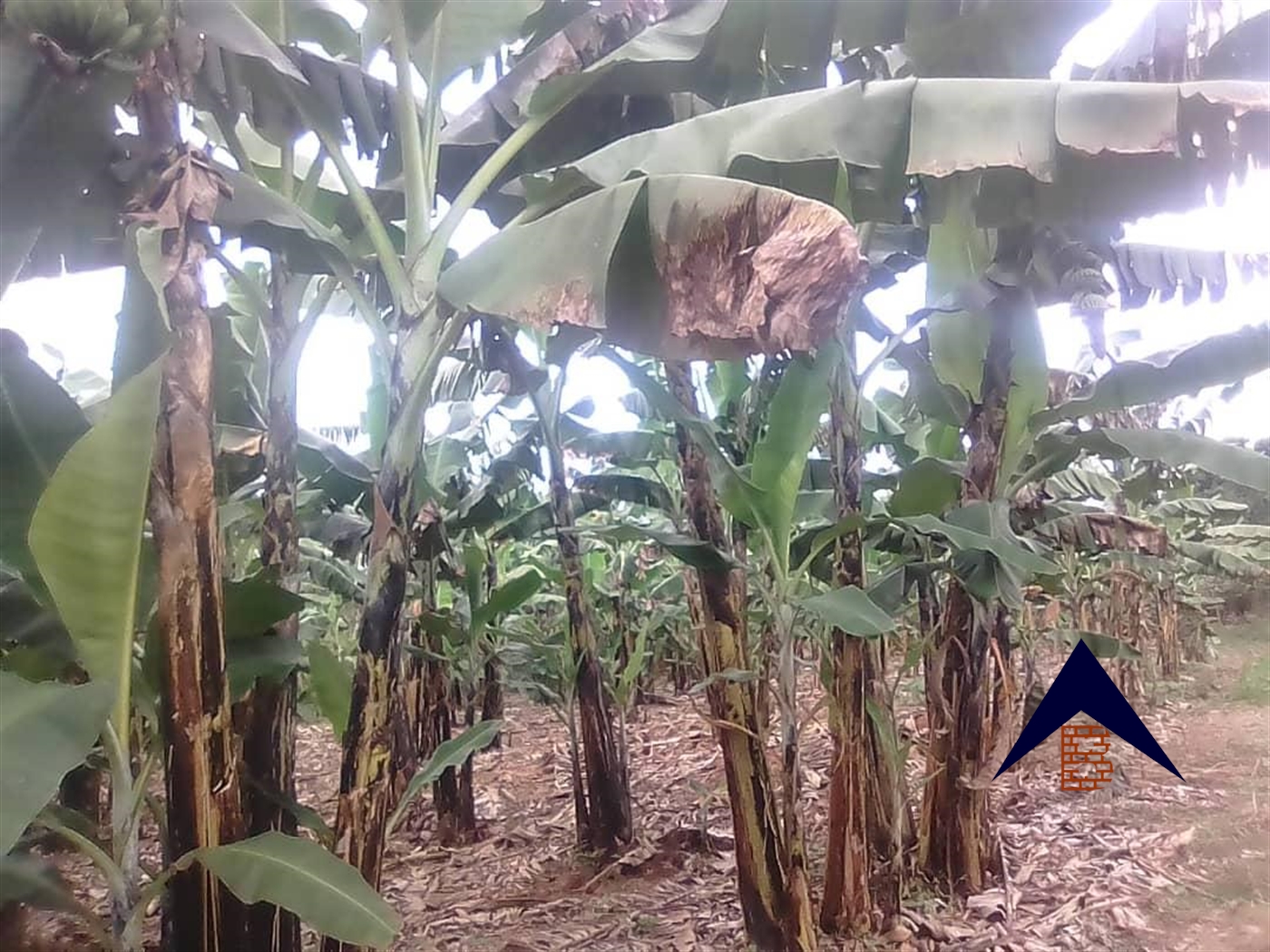 Multipurpose Land for sale in Mate Wakiso