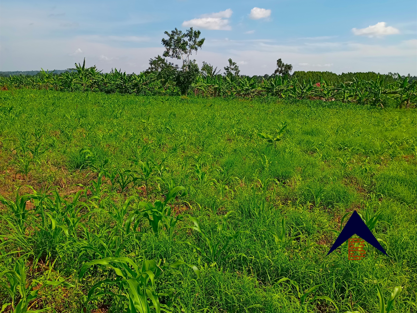 Agricultural Land for sale in Kanyanda Wakiso