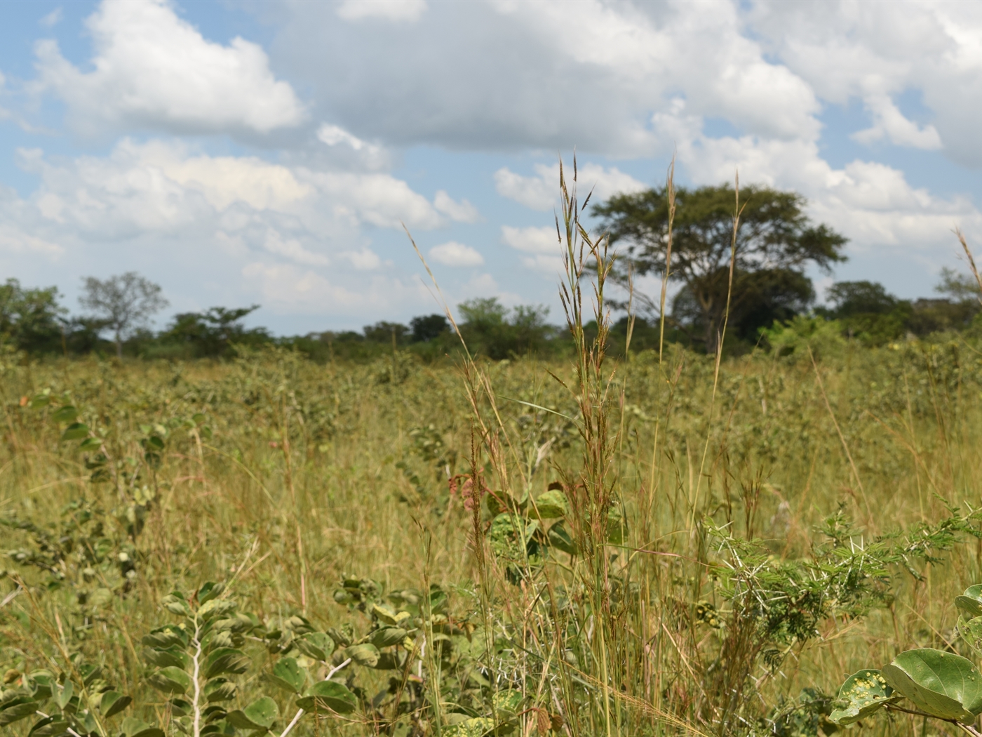 Agricultural Land for sale in Kayunga Kayunga