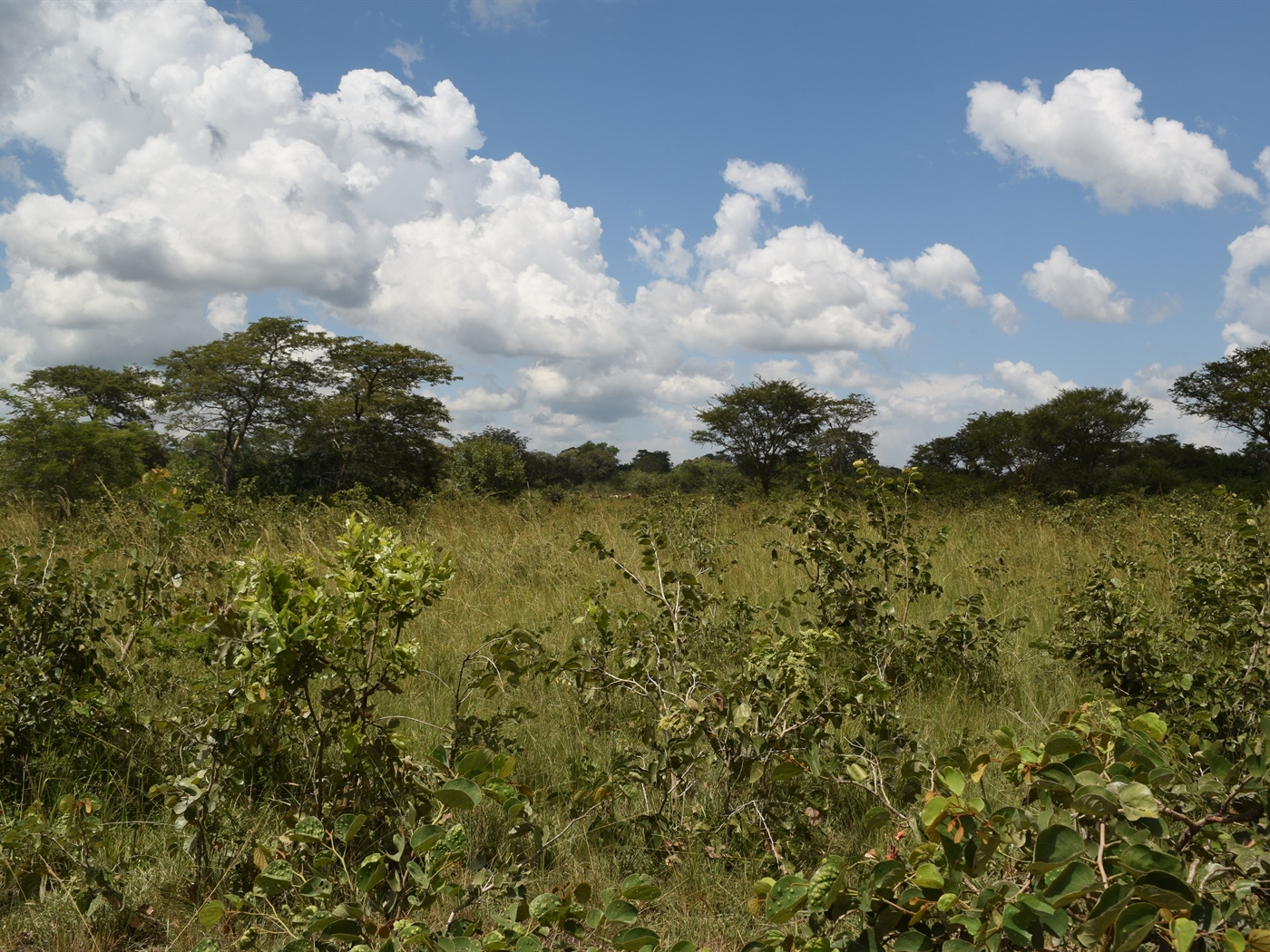 Agricultural Land for sale in Kayunga Kayunga