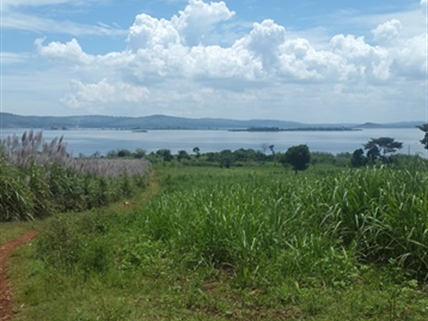 Agricultural Land for sale in Ntinkalo Jinja